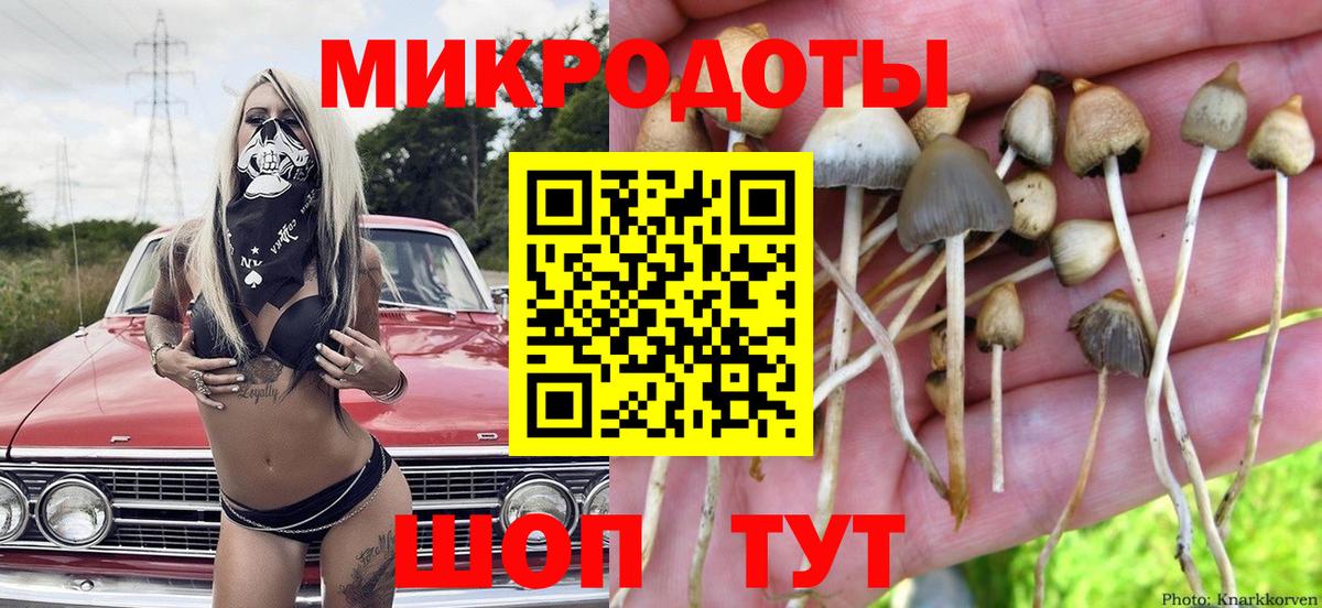 Галлюциногенные грибы Psilocybe Кировск